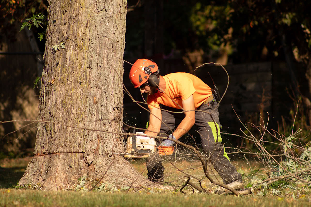 West Covina Professional Landscaping thumbnail