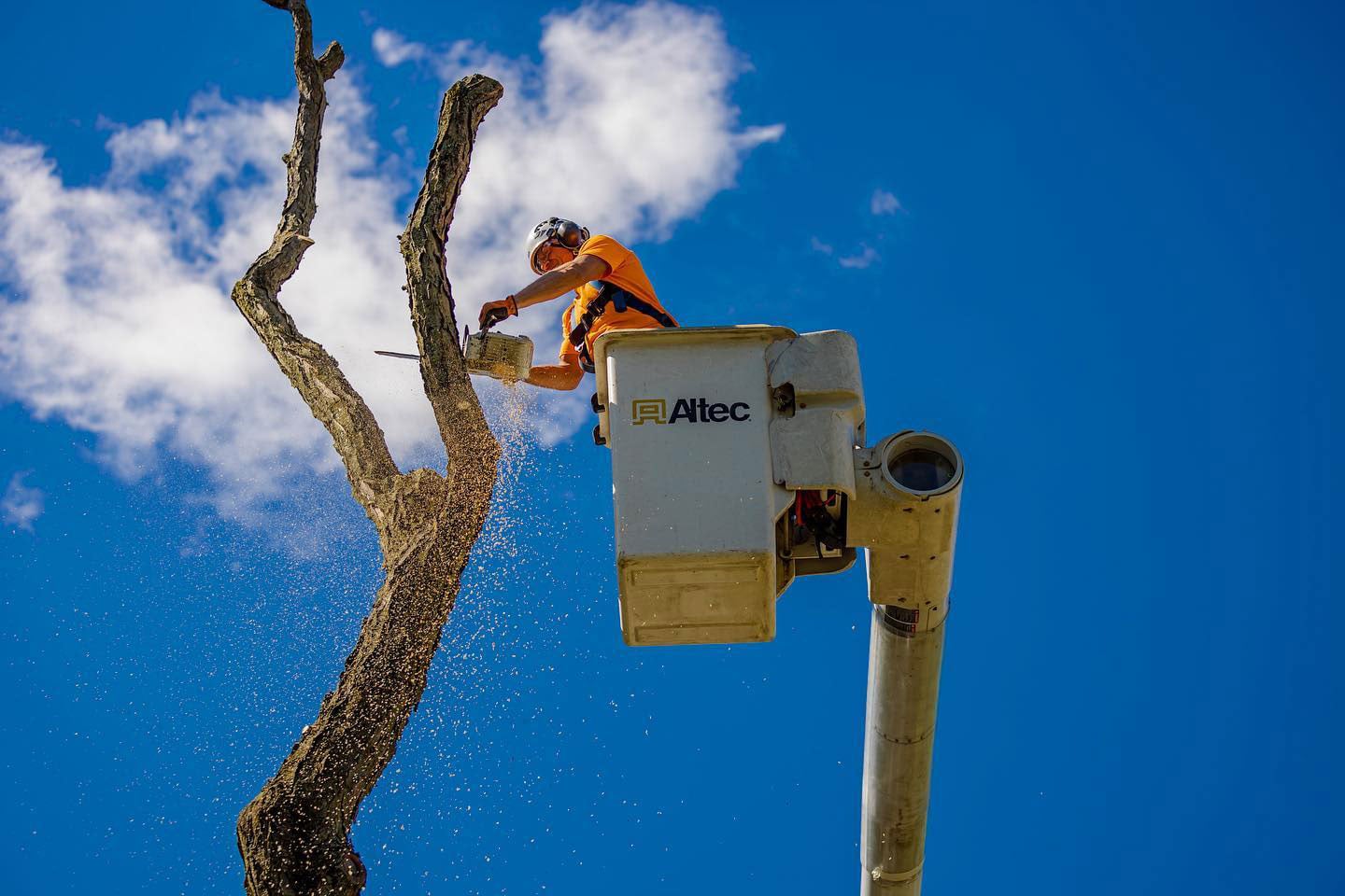 Tree Trimming from Bucket Truck